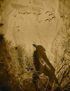 Black Bird by something44 on DeviantArt