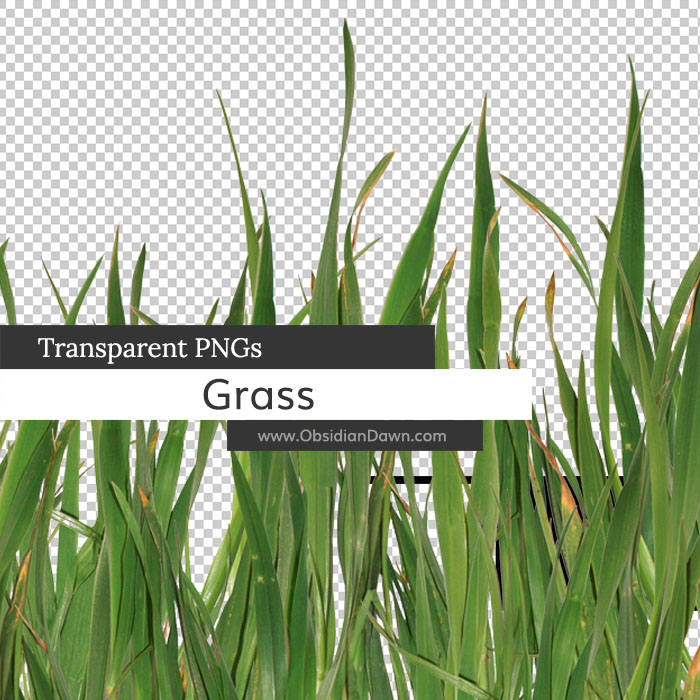 Grass Transparent PNGs