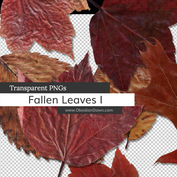 Fallen Leaves PNGs