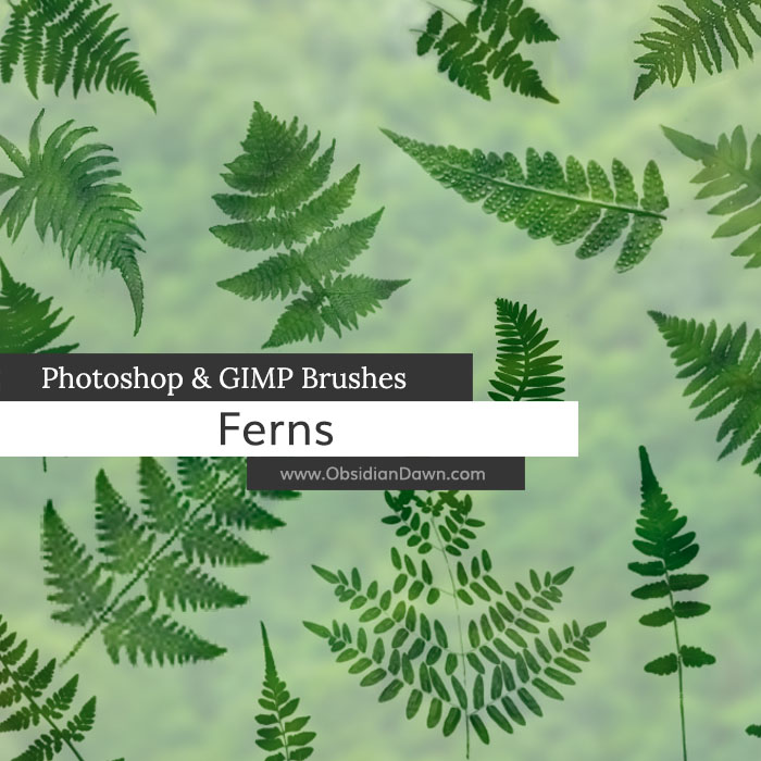 Ferns Photoshop and GIMP Brushes