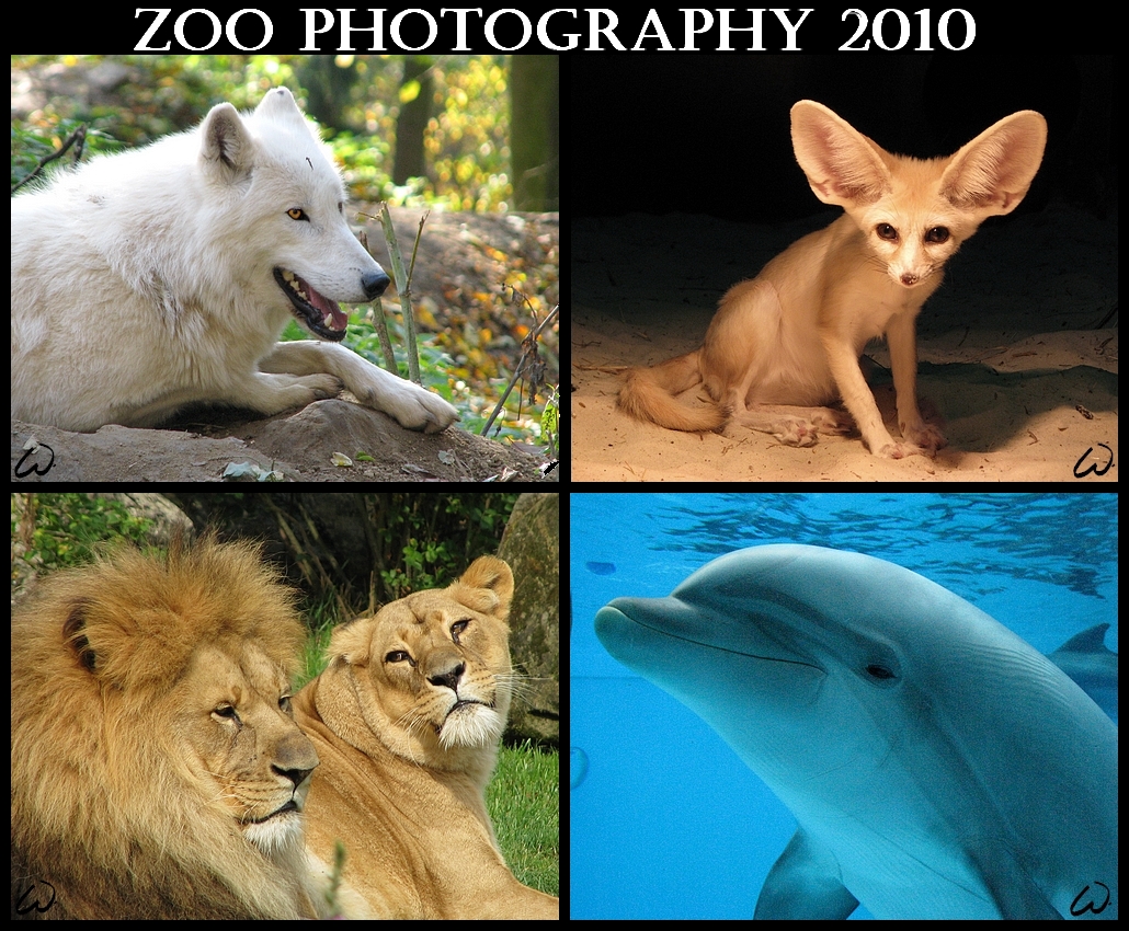 Animal photocalendar FOR FREE