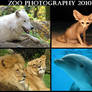 Animal photocalendar FOR FREE