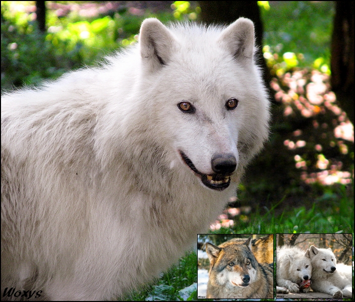 Wolf calendar 2010 - 2011