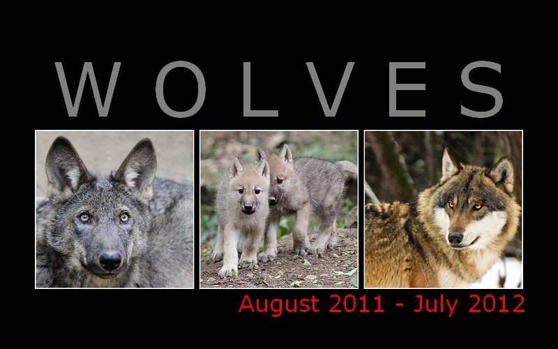 Wolf calendar 2011-12 FOR FREE