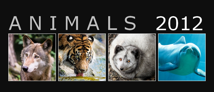 Animal photo calendar 2012 FOR FREE