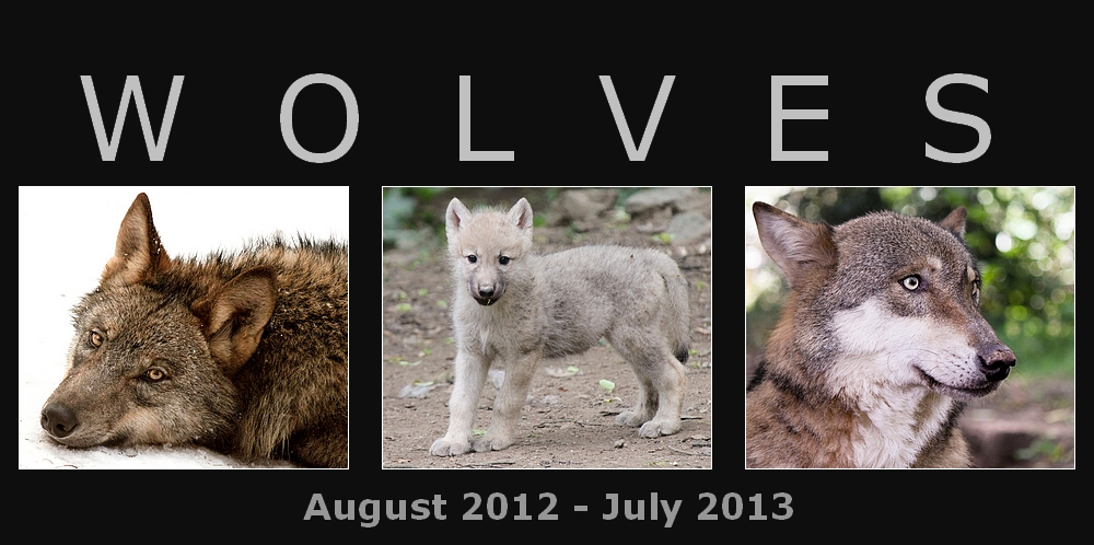 Wolf calendar 2012 - 2013 FOR FREE!!!!!!!!!!!!!!!!