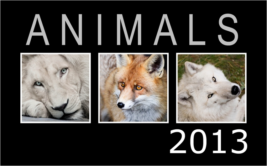 ANIMAL CALENDAR 2013 FOR FREE!!!!