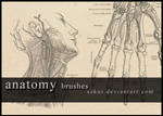 anatomy brushes