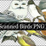 22 SCANNED BIRD PNG PACK