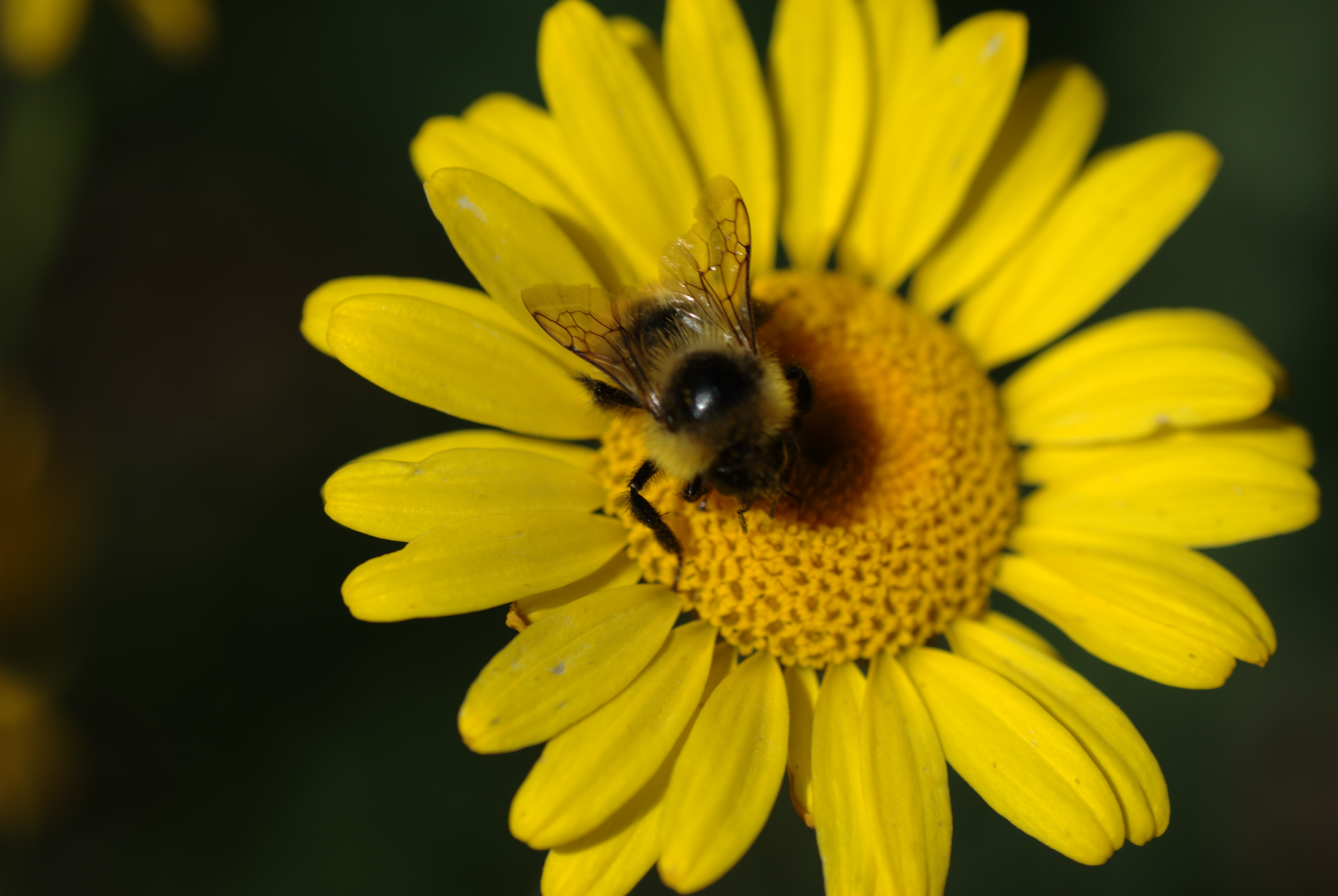 Bee and Flower