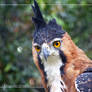 Ornate Hawk-Eagle