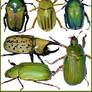 Green Bugs pngs