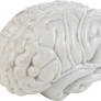 Brain 04