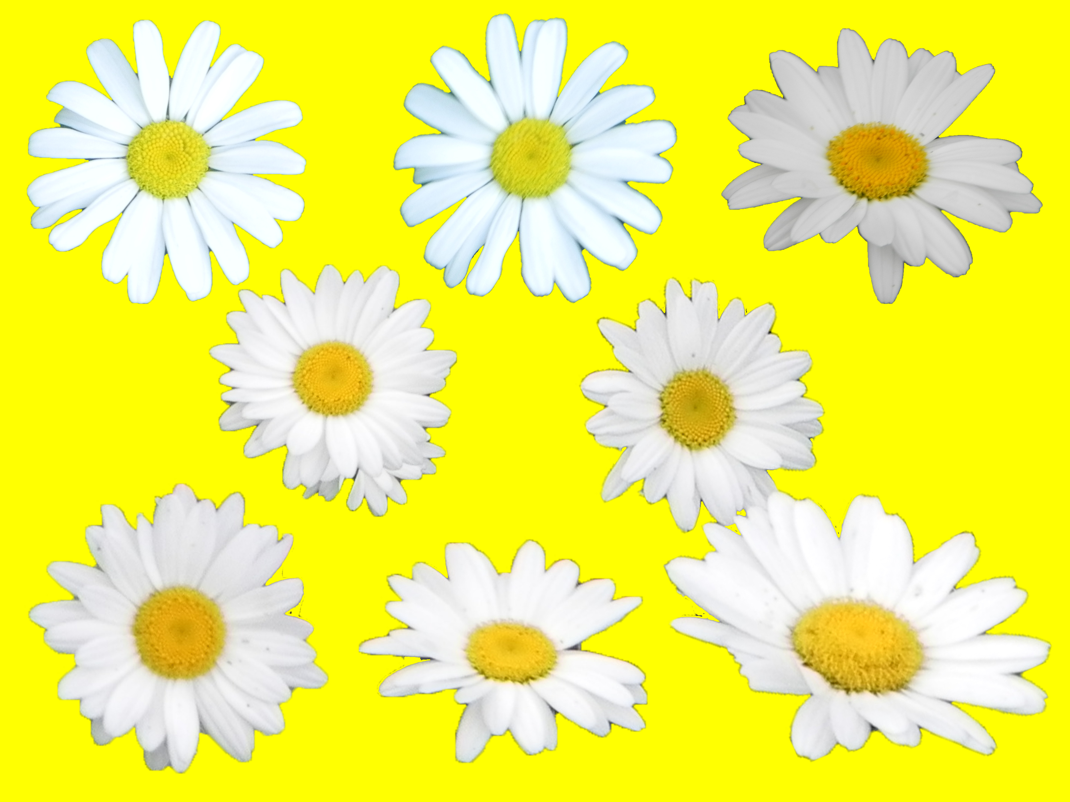 Pre-cut Daisies 001