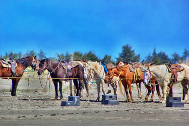 Horses on the Beach