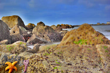 Starfish on the Jetty HDR