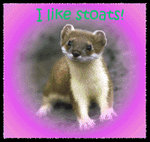 I like stoats