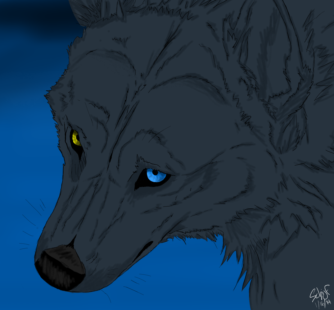 Blue Wolf by VictoriaMatlin on DeviantArt