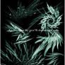 Apo Brushspikey