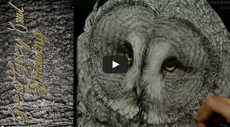 Great Grey Owl - Timelapse