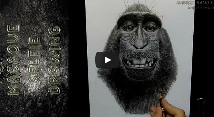 Macaque Selfie - Timelapse