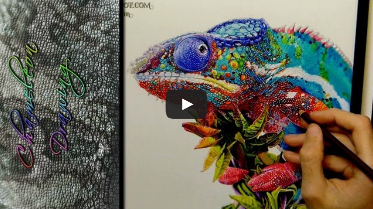 Chameleon - Timelapse