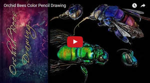 Orchid Bees Timelapse