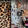 Leopard Drawing Timelapse