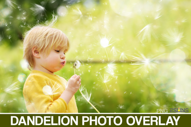 50 Dandelion Flowers Photo Overlays Photoshop