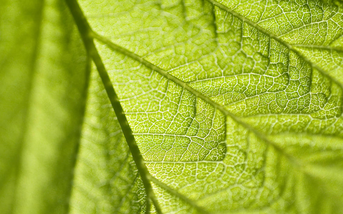 Leaf. Лист макро. Зеленый лист. Лист Макросъемка. Текстура листа.