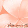 Plumeria Brushes