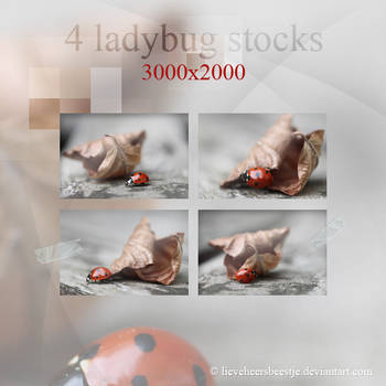 Ladybug stocks