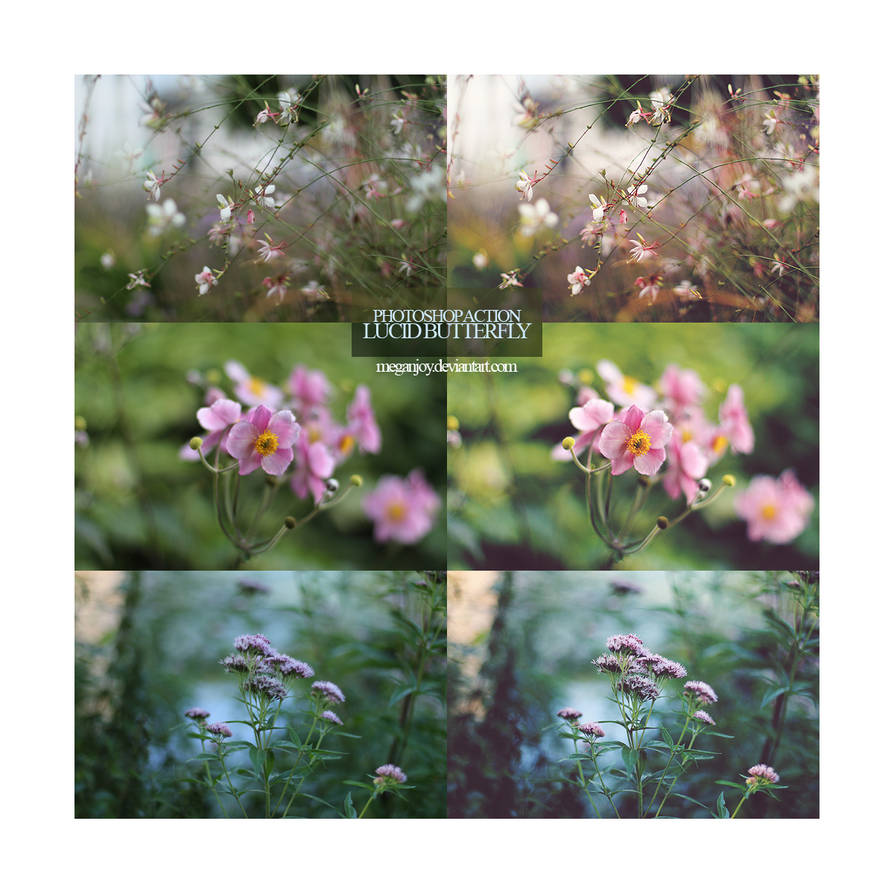 Lucid butterfly photoshop action by meganjoy