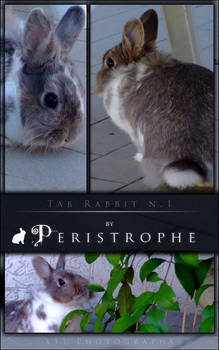 Tab Rabbit n.1