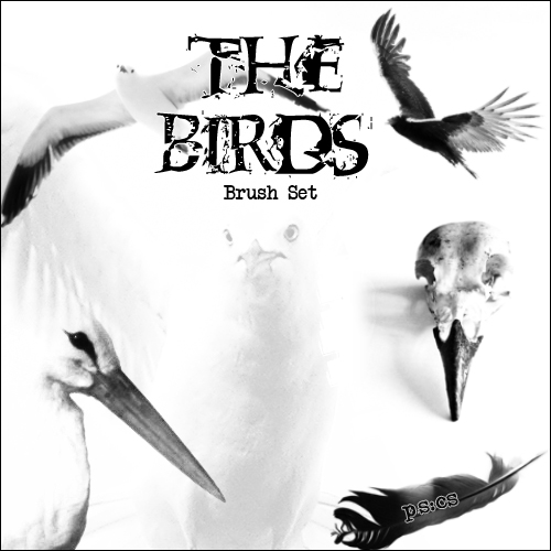 The Birds