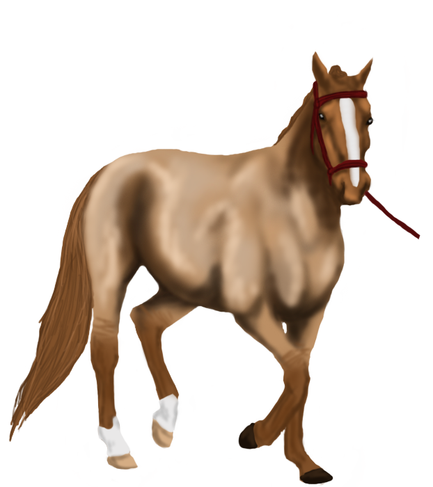Lunging Session by Citharoedum on DeviantArt