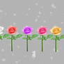 Roses DL