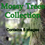 Mossy Trees Collection