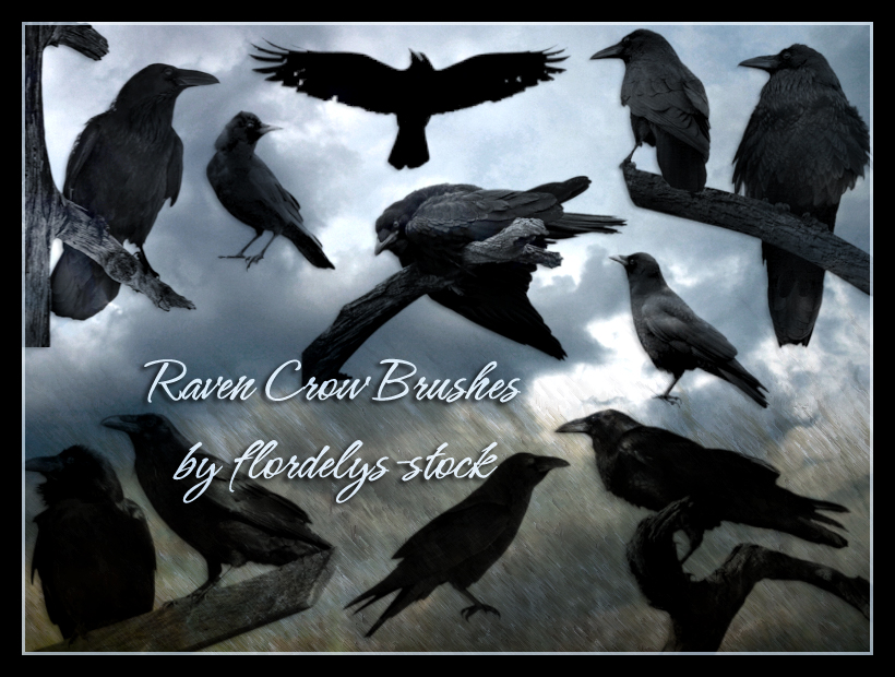 Raven Crow Brushes