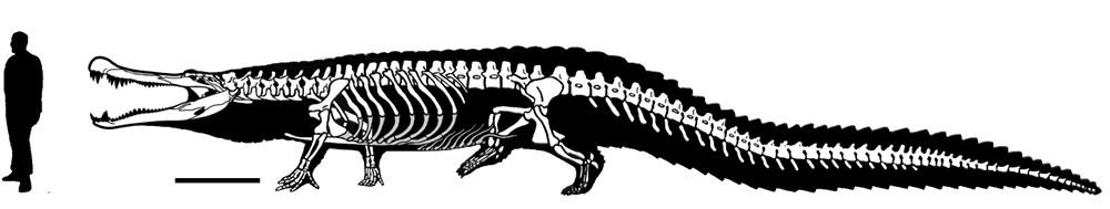 A Deinosuchus! by CalloftheRaptor on DeviantArt