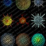 Haeckel Spheres Brushes 01