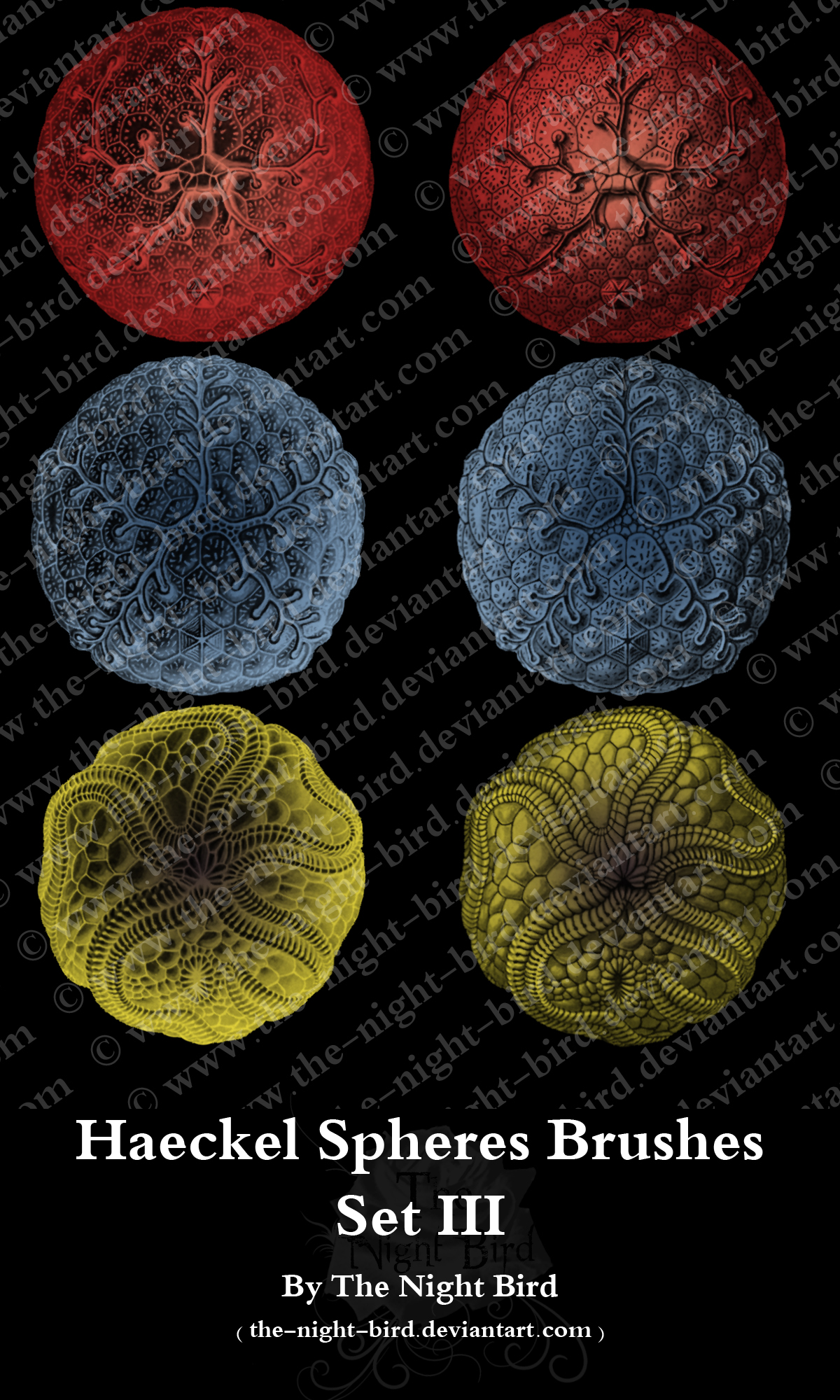 Haeckel Spheres Brushes 03