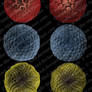 Haeckel Spheres Brushes 03