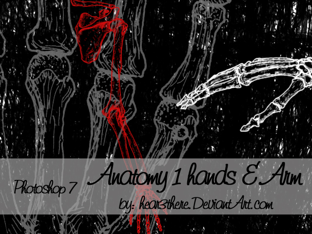Anatomy 1 by hear3there on DeviantArt