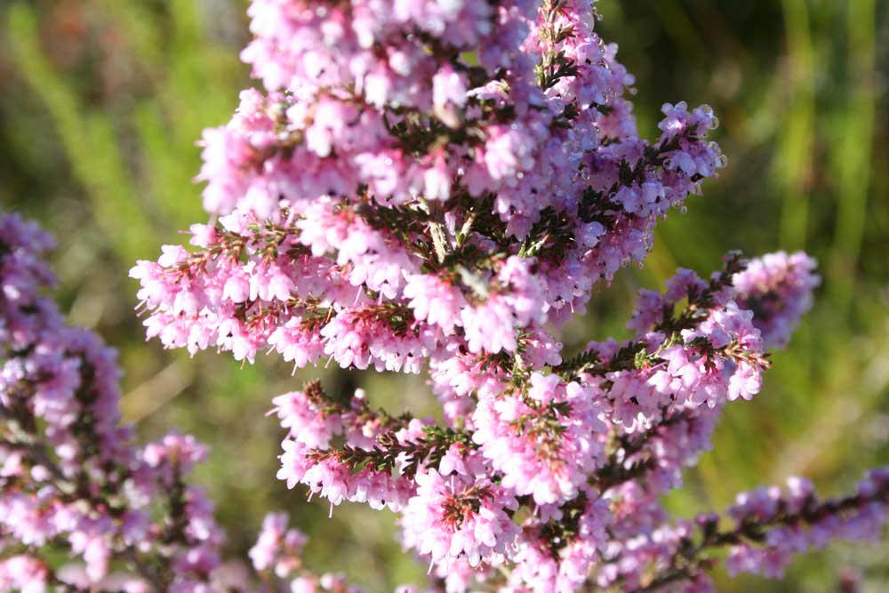 ErikaLied English Lyrics (Updated Lyrics) by BlutEisen on DeviantArt