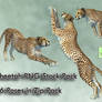 Cheetah PNG Stock Pack