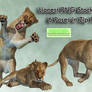 Lioness PNG Stock Pack