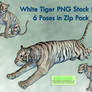 White Tiger PNG Stock Pack