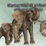 Elephant PNG Stock Pack