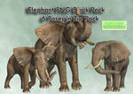 Elephant PNG Stock Pack